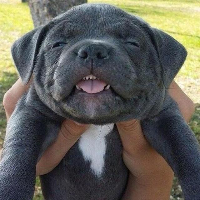 ItsPuppyWorld's tweet photo. When your crush notices you and you don't know how to look like lol. #puppy #puppies #dog #dogs http://t.co/E6MmKxEH5s