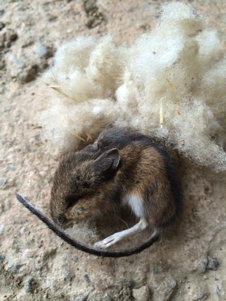 Mariella Frostrup tweet media