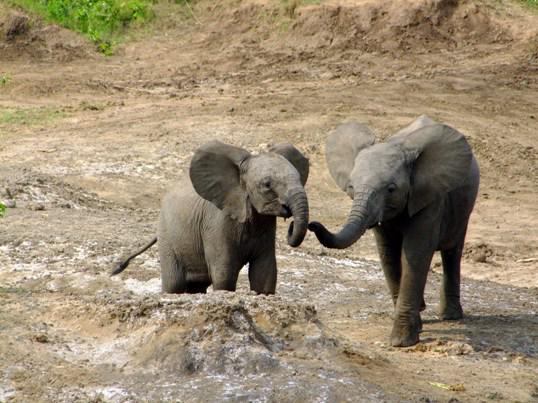 SpekeUgholidays's tweet photo. Its a #HotJanuary in Uganda. Lets play in the beach sand with these adorable baby Eles! @thePearlGuideUg @ste_kenya http://t.co/IrGZu5RCaL