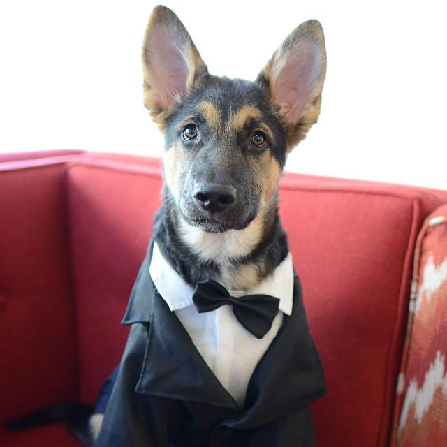 ItsPuppyWorld's tweet photo. Yes, hello? I am here for the interview. #puppy #puppies #dog #dogs http://t.co/E31BuxJFWx