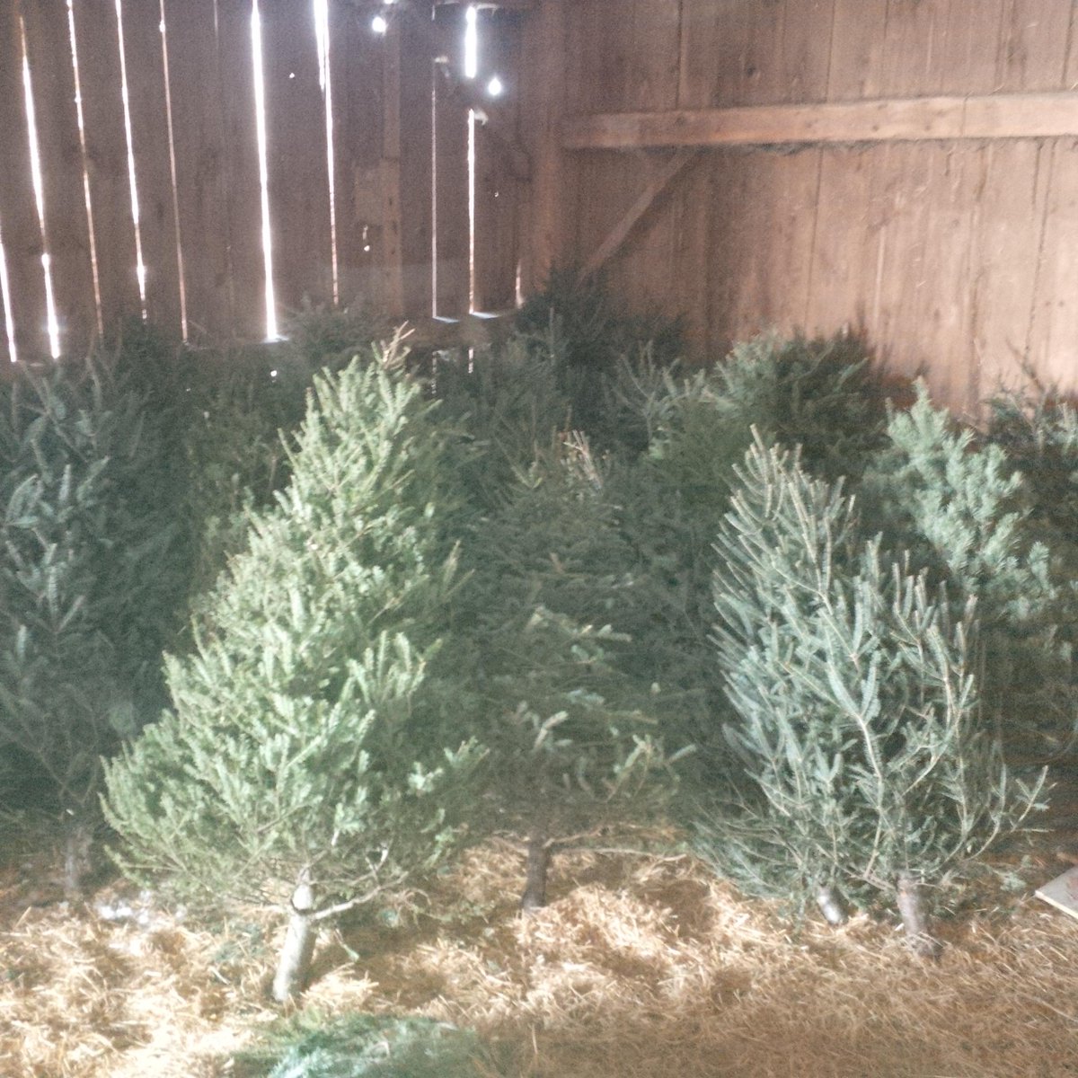 StuartmereFarms's tweet photo. Christmas in July is gonna be a doozy! 30+ trees! #YeeYee #TheBigOne #5thAnnual http://t.co/3Zq5f6ap53