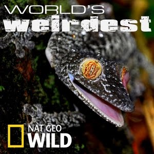 lorenzocast's tweet photo. Some new music has been featured on National Geographic's World's Weirdest and Aussie TV show The Block: Sky High! X http://t.co/2e0ikldTuC