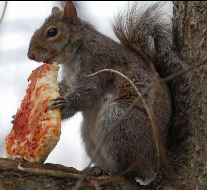 squirrelbitch tweet picture