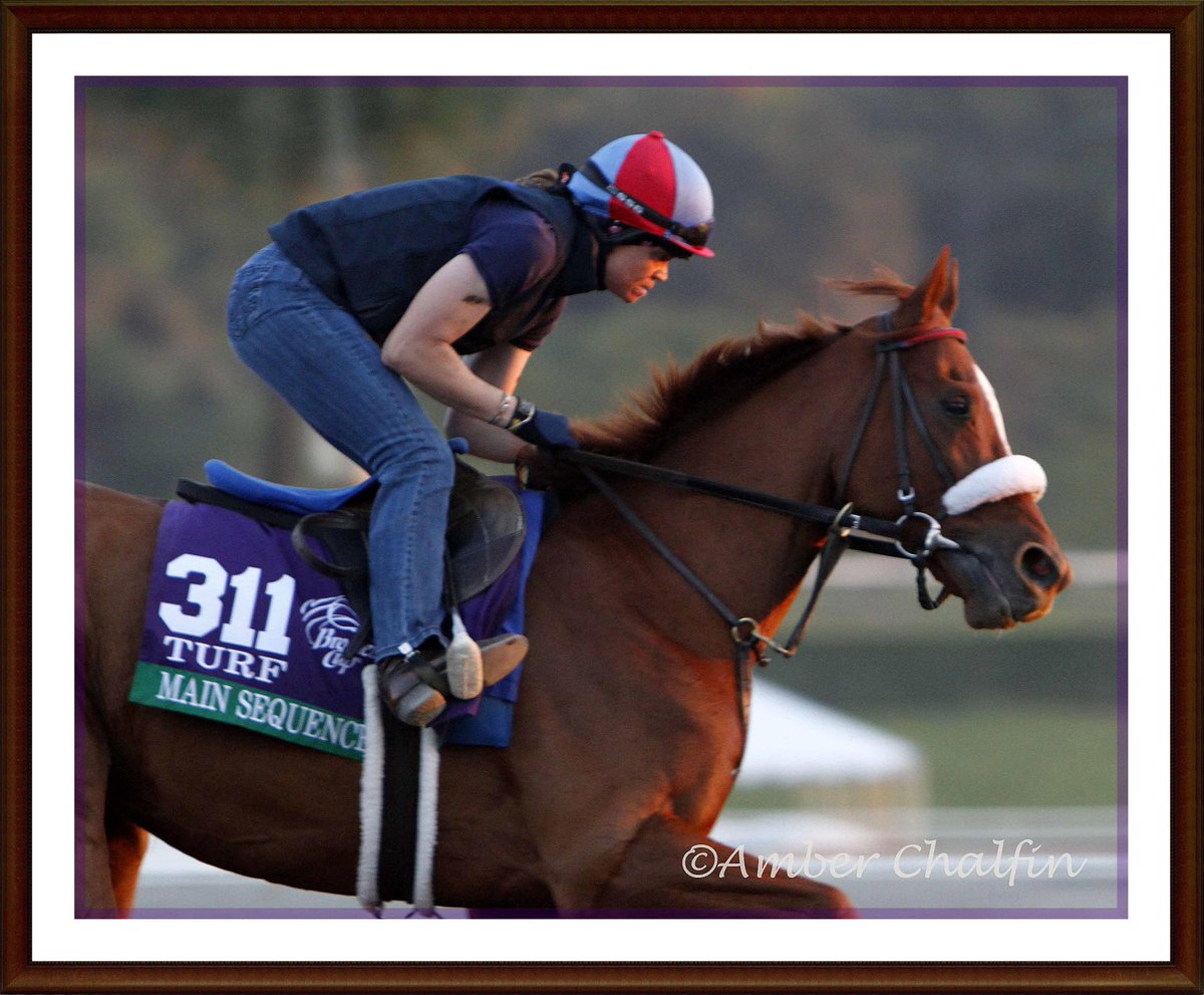 GAHorseRacing's tweet image. Congrats to #EclipseAwards #HOY Finalist #MainSequence @GrahamMotion Photo by Ga's Amber Chalfin