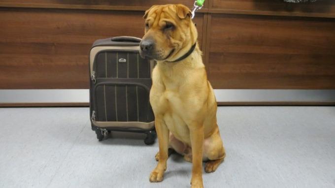 itvnews's tweet photo. Woman admits she abandoned a dog found at a station in Ayr with a case full of his belongings http://t.co/04aPXKrqbh http://t.co/wywf73DGFR