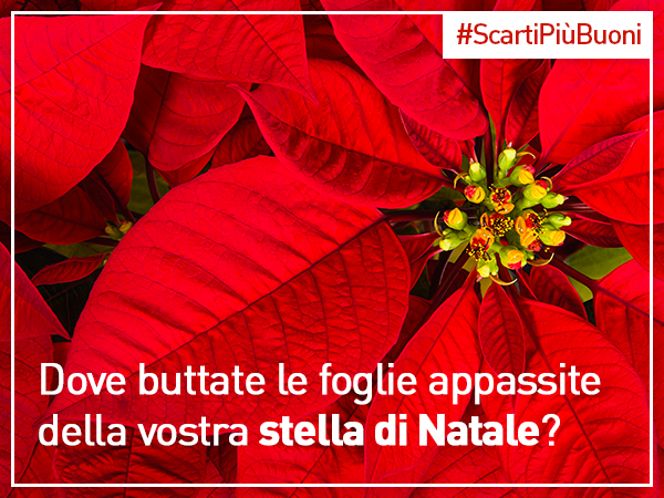 Stella Di Natale Appassita.Amsa On Twitter Prendetevi Cura Della Vostra Stella Di Natale E Rifiorira Il Prossimo Anno Dove Buttate Le Sue Foglie Appassite Http T Co Kklttcpww0