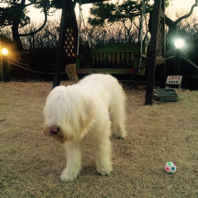 kkang0816's tweet photo. 레스토랑에서 만난 삽살이...뭐가 보이긴 보이니? http://t.co/F294b8CrWa
