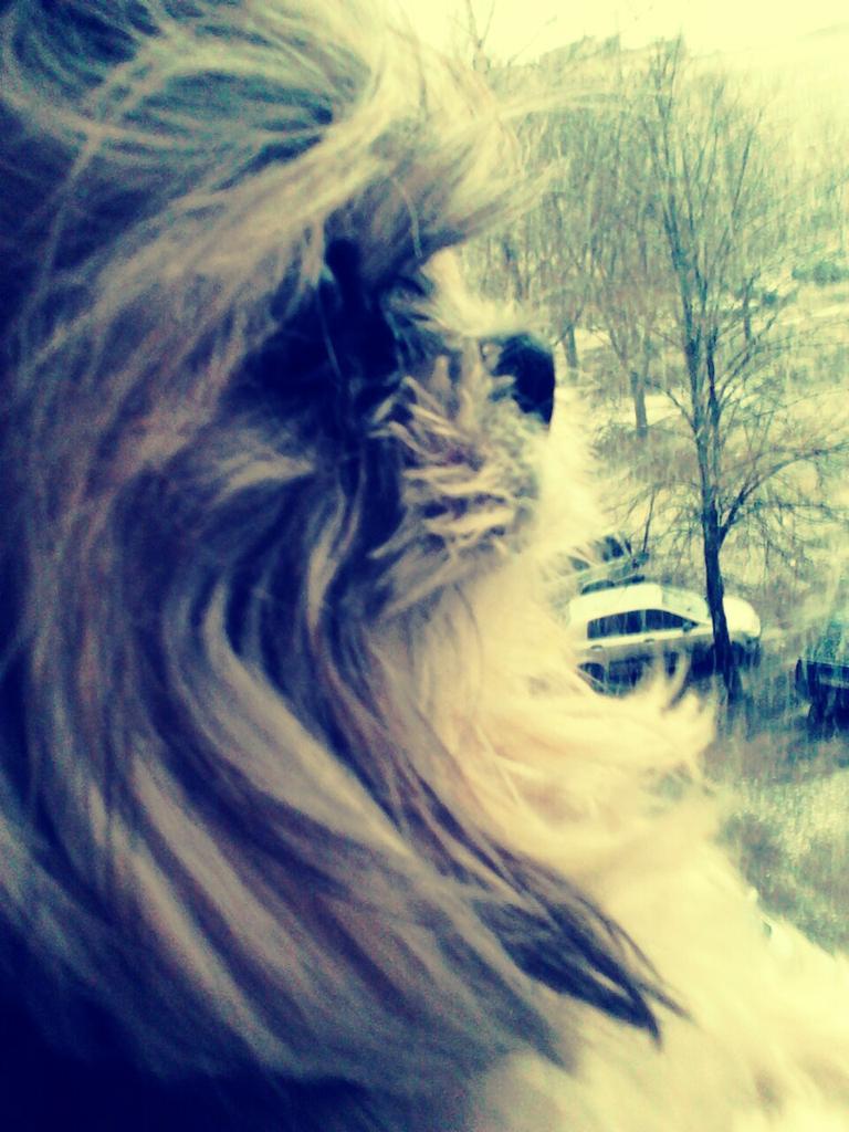 boyceva_8's tweet photo. Люся стоит на подоконнике и ждёт пока мамуля вернётся. http://t.co/PXluHp5GoZ
