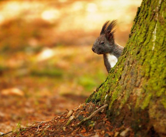 AmazingPhil's tweet photo. Don't trust the squirrels http://t.co/wX3lMkKadz
