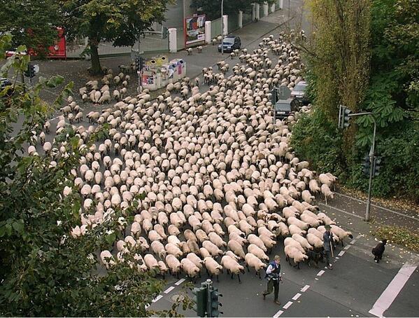 SundayChants's tweet image. Cardiff City fans take to the streets to celebrate the fact they are back to BLUE!