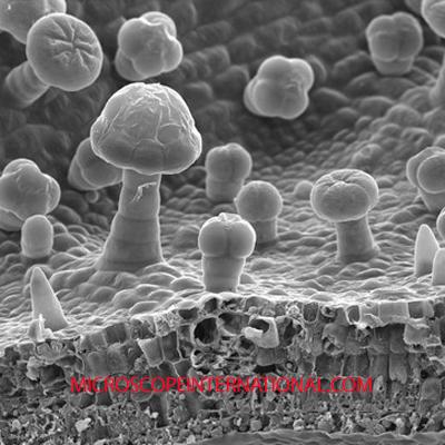 NYMicroscopeCo's tweet photo. The surface of a walnut tree leaf. Looks like some secret level from Mario Bros. #microsc... http://t.co/61hSOU8puT http://t.co/0Fx8mJjZqU