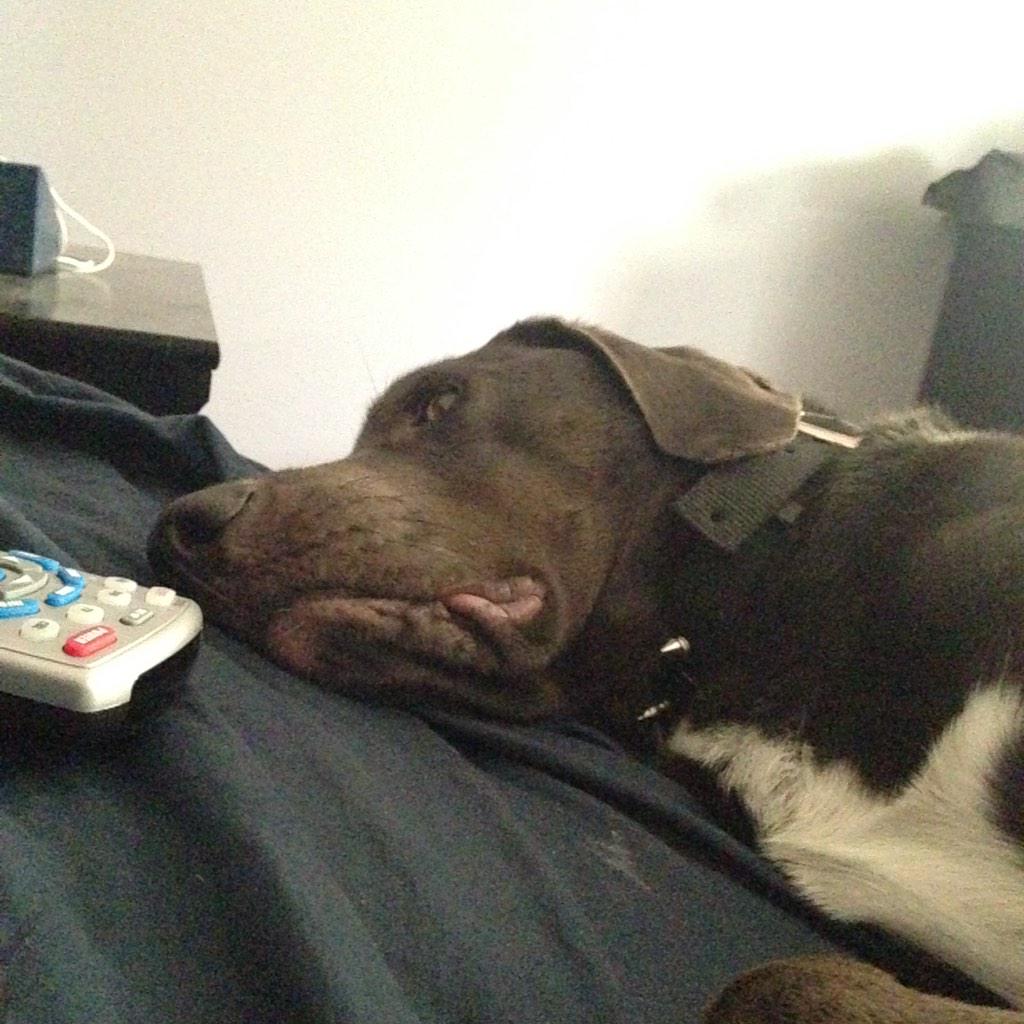 joshmcclain59's tweet photo. My mornings lol http://t.co/ZzUGYJgVfp