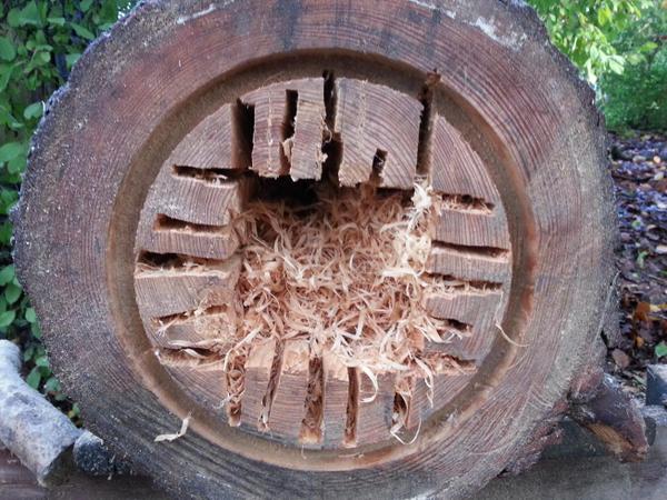 NaturalBeeTrust's tweet image. A future #bee hive
 @BeeKindHives 
#beecentric
#treebeekeeping