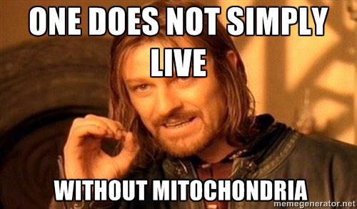 mightymitch15's tweet photo. Vote Mitochondria! #AHSOIC15 http://t.co/QVDjbCmPhC