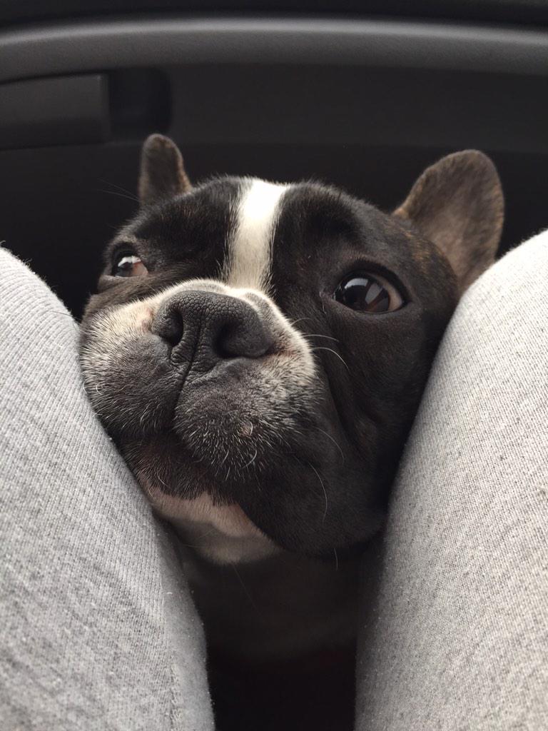 aysrobinson's tweet image. This is what I get when I won't let him sit on my lap in the car😑 #Spolied