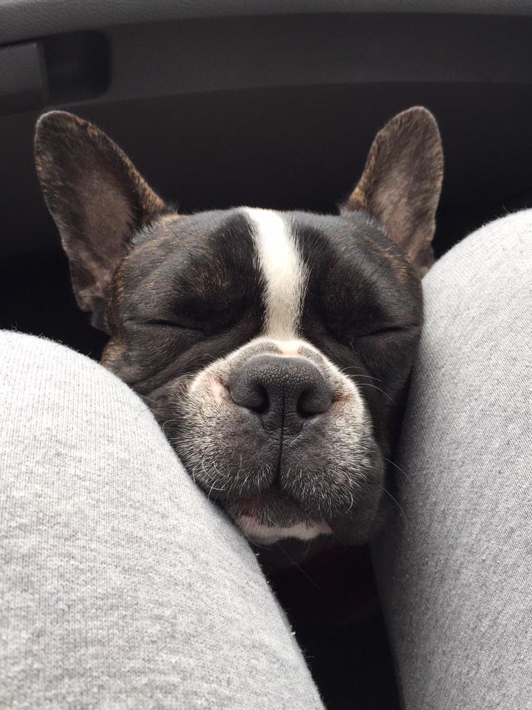 aysrobinson's tweet image. This is what I get when I won't let him sit on my lap in the car😑 #Spolied