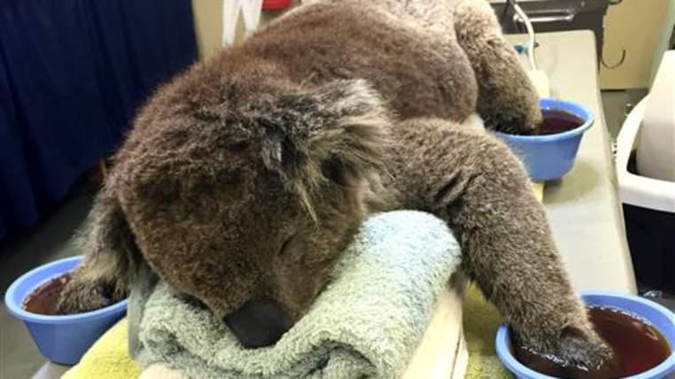 SkyNews's tweet photo. Appeal launched for people to knit mittens for koalas whose paws have been burnt in bushfires http://t.co/e77MaKMNDs http://t.co/pWZbwjtUSz