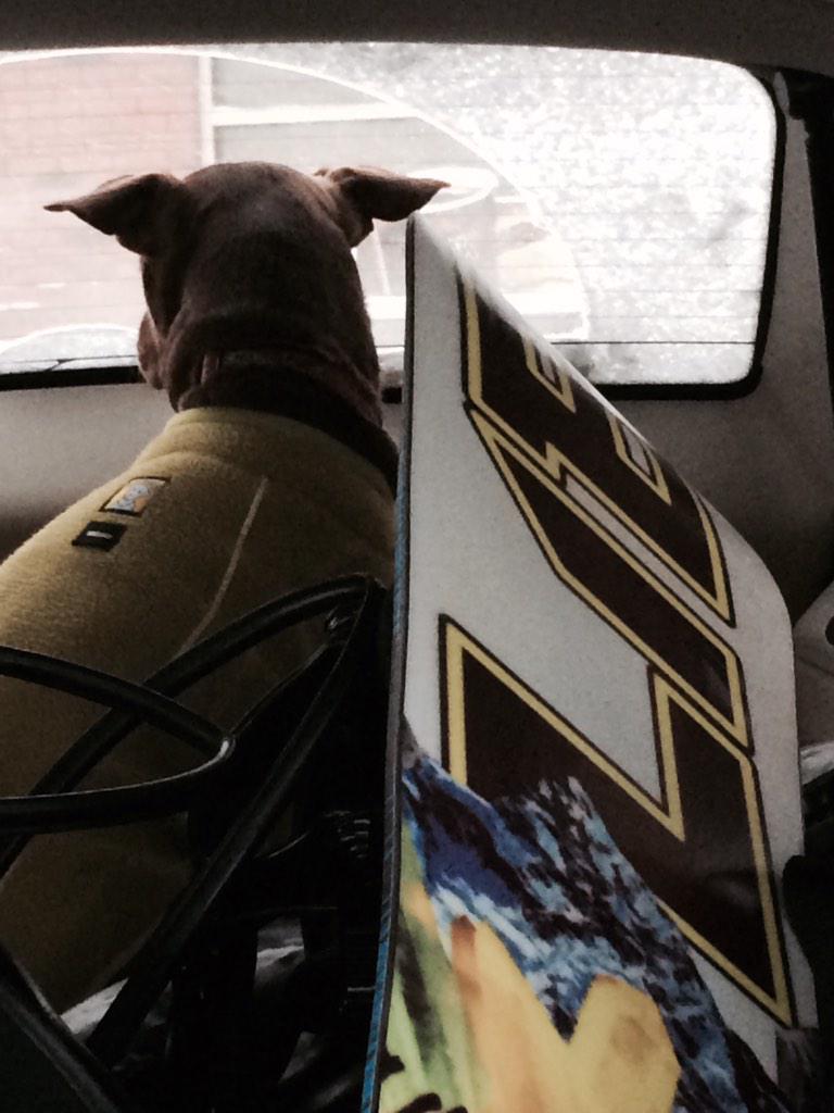 tampachris1's tweet image. #libtechnologies #pitties