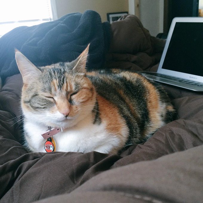 Chinese kitty. "I'm so sreepy" http://t.co/h3m7puaFR6