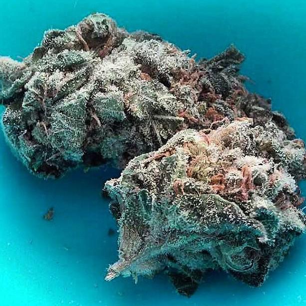Dabsamakerdance's tweet photo. 💎🔥💎🔥💎 @TheSativaDivas @aztec9met @FADEDNATION @diamondseeds420 @DatHlghLife @iDont_4get @DabDaily @DabSoHard http://t.co/f5FPHK6SuN