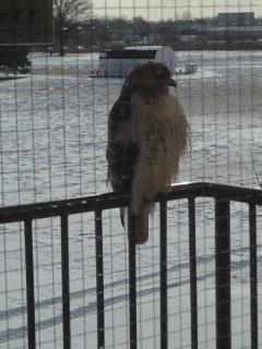 MissRogersSE's tweet photo. This hawk came to hang out with the Little Hawks today #littlehawks #sejh http://t.co/veycxEb4EW