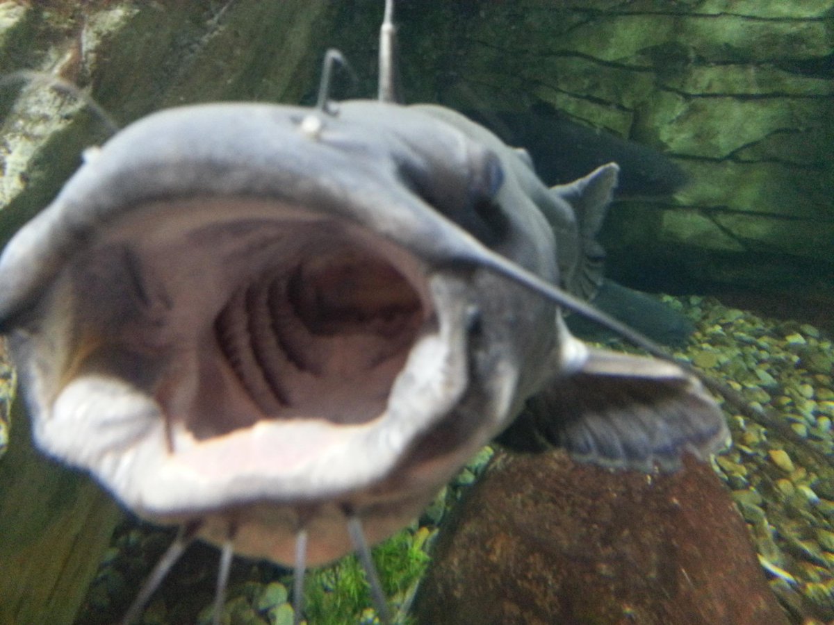 MBARI_News's tweet photo. RT @CabelasFish: I want to see more photos of me. Because I'm awesome. Share your aquarium photos to #tweetthefish. http://t.co/CQTCCo0uwE