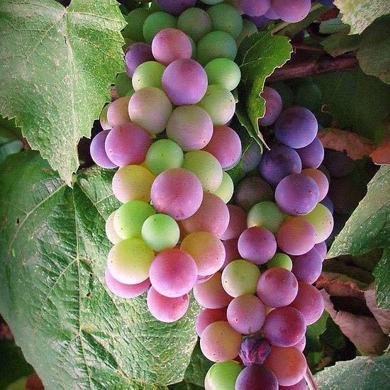 TopAmazingPhoto's tweet image. Colorful of  grape