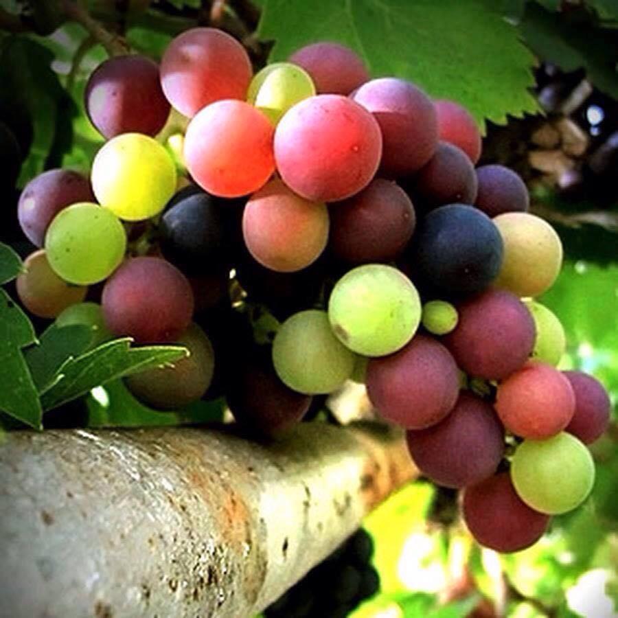 TopAmazingPhoto's tweet image. Colorful of  grape