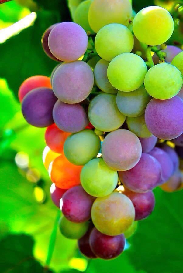 TopAmazingPhoto's tweet image. Colorful of  grape