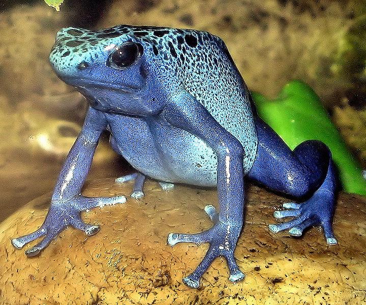 concienciaeco's tweet photo. Ranitas de colores #naturaleza http://t.co/M6wduSneZq