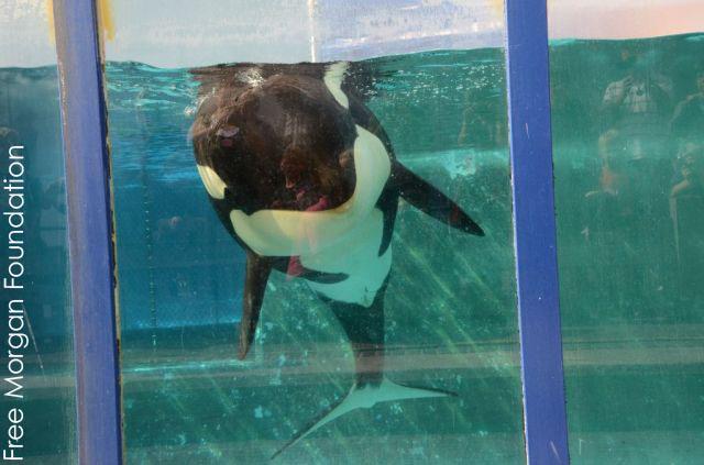 veganfuture's tweet photo. Urge @British_Airways to stop selling trips to SeaWorld http://t.co/Jhxsc9bUVr http://t.co/Efy9eQyChq