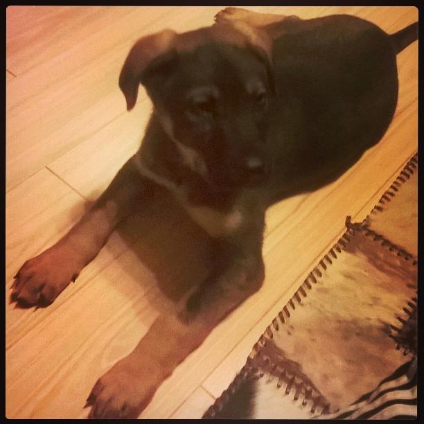 Neticami, ka Kenoram joprojām nav māju! Vai tiešām neviens nevēlas sev uzticamu draugu? Lūdzu, RT!