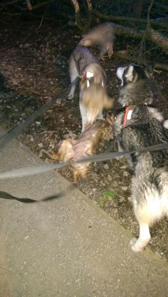 FindPippa's tweet image. When we #FindPippa this is what she will do