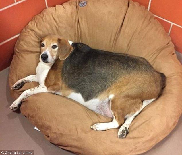 Meet Kale Chips, the 85-pound beagle dailym.ai/1IzfTAU
