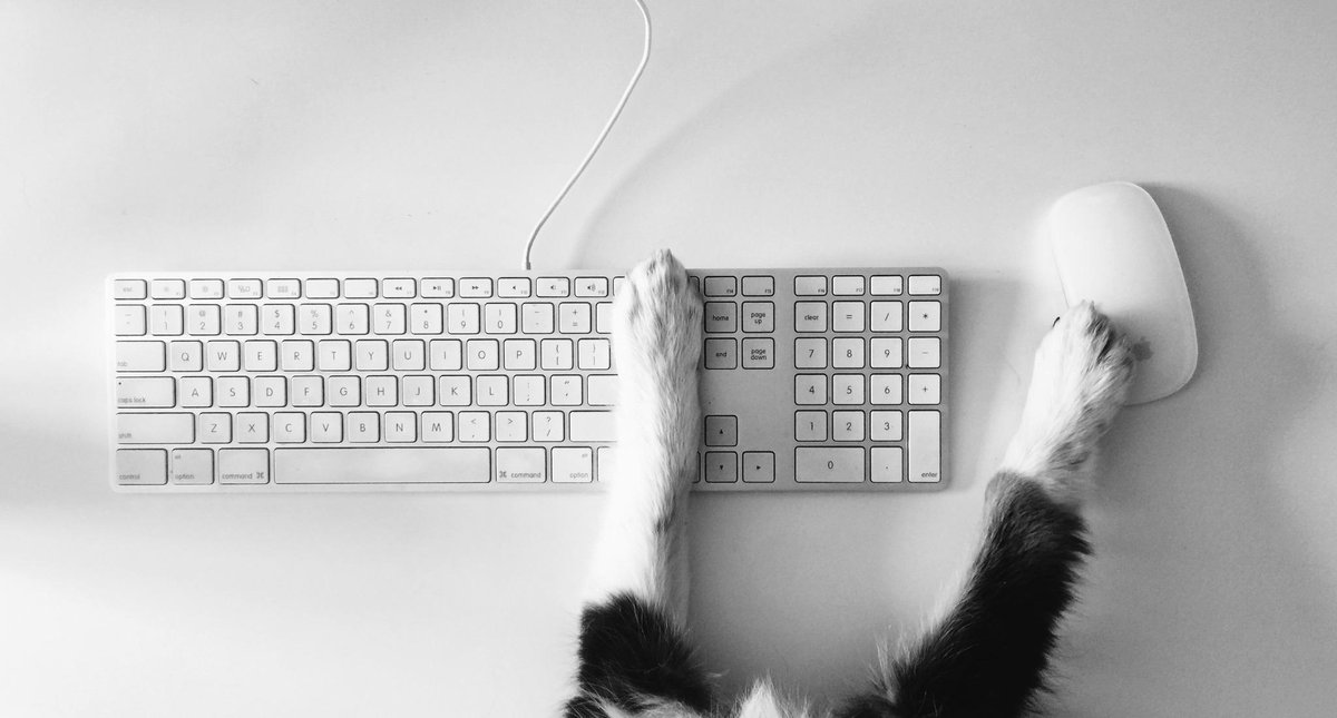 JobHive's tweet image. Our newest junior designer River is hard at work! #DTLV #VegasTech