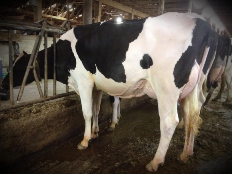 Jolicap Mogul Whisky
As of today, she is the highest scored Mogul in Canada at VG 87 2YR!