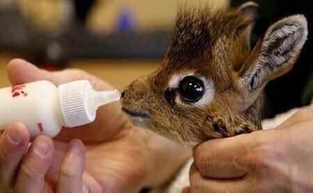 _Paisajes_'s tweet photo. Pequeña hermosa cría de Jirafa... http://t.co/UySvlLa0GJ