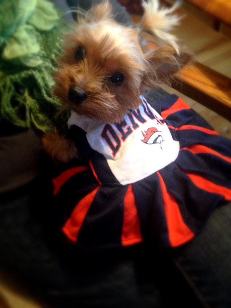 MissPenny_Pie's tweet photo. Go Broncos!! #UnitedInOrange #BroncosPride #Broncos #DenverBroncos http://t.co/6QG3niOeZf