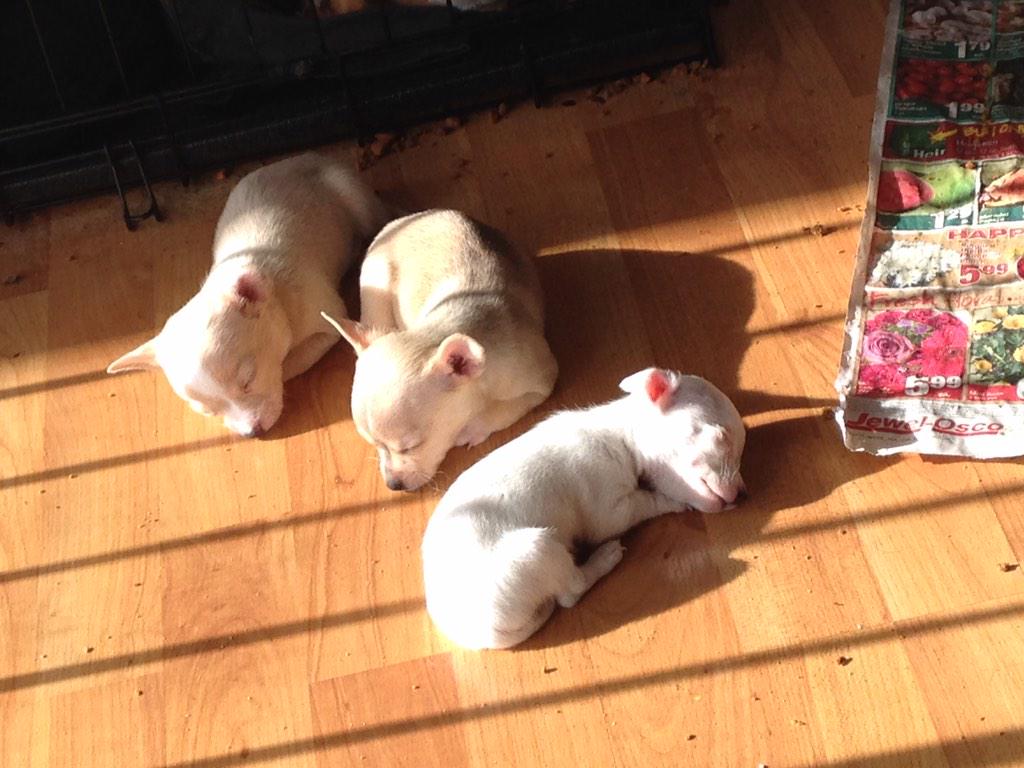 fasinacion01's tweet photo. Mis nietos lol http://t.co/RJgxoiij78