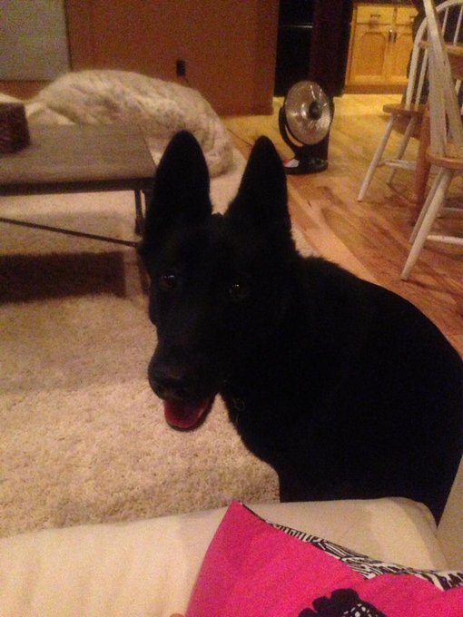 She's not supposed to be allowed on the couch but dem ears doe ??? http://t.co/aM9wUFMSu8<a href="/tag/mvsales"class="tags"><span>#mvsales</span></a>