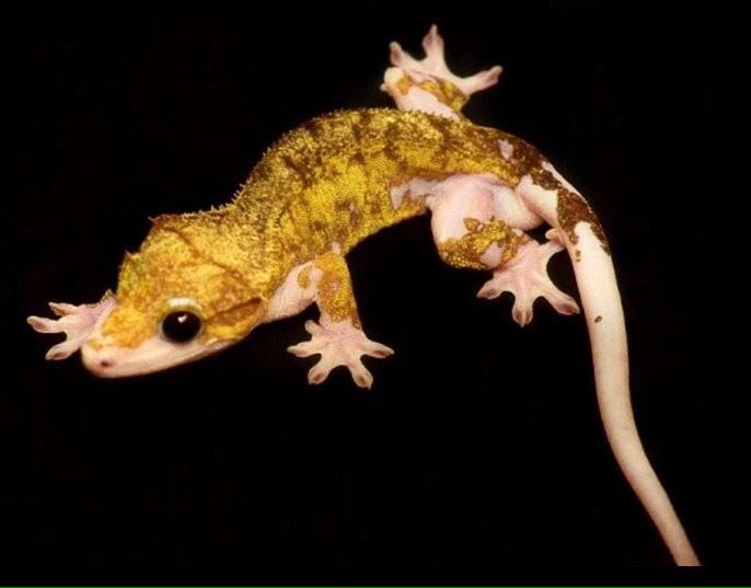 #CrestedGecko #piedcrestedgecko.