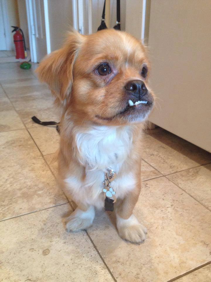 pekingese dachshund mix pictures