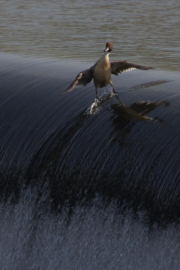 🏄👍 "<a href="/RJSzczerba/">Rob 🚀</a>: COOLEST. DUCK. EVER. ”