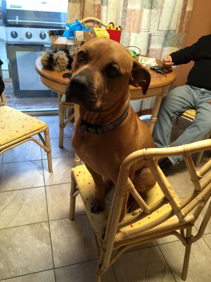 McHeatherWraps's tweet photo. #meanestpitinga #atl #showusyourpits #getoffthefurniture http://t.co/wP6DYXWalD
