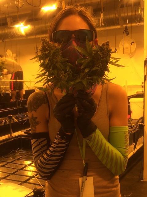 phatpanda's tweet photo. That's what I call a facemask. @EtchartJessica #PhatPanda #PurpleArrow #BigBuds #HarvestDay http://t.co/DPLuxtx9Oi