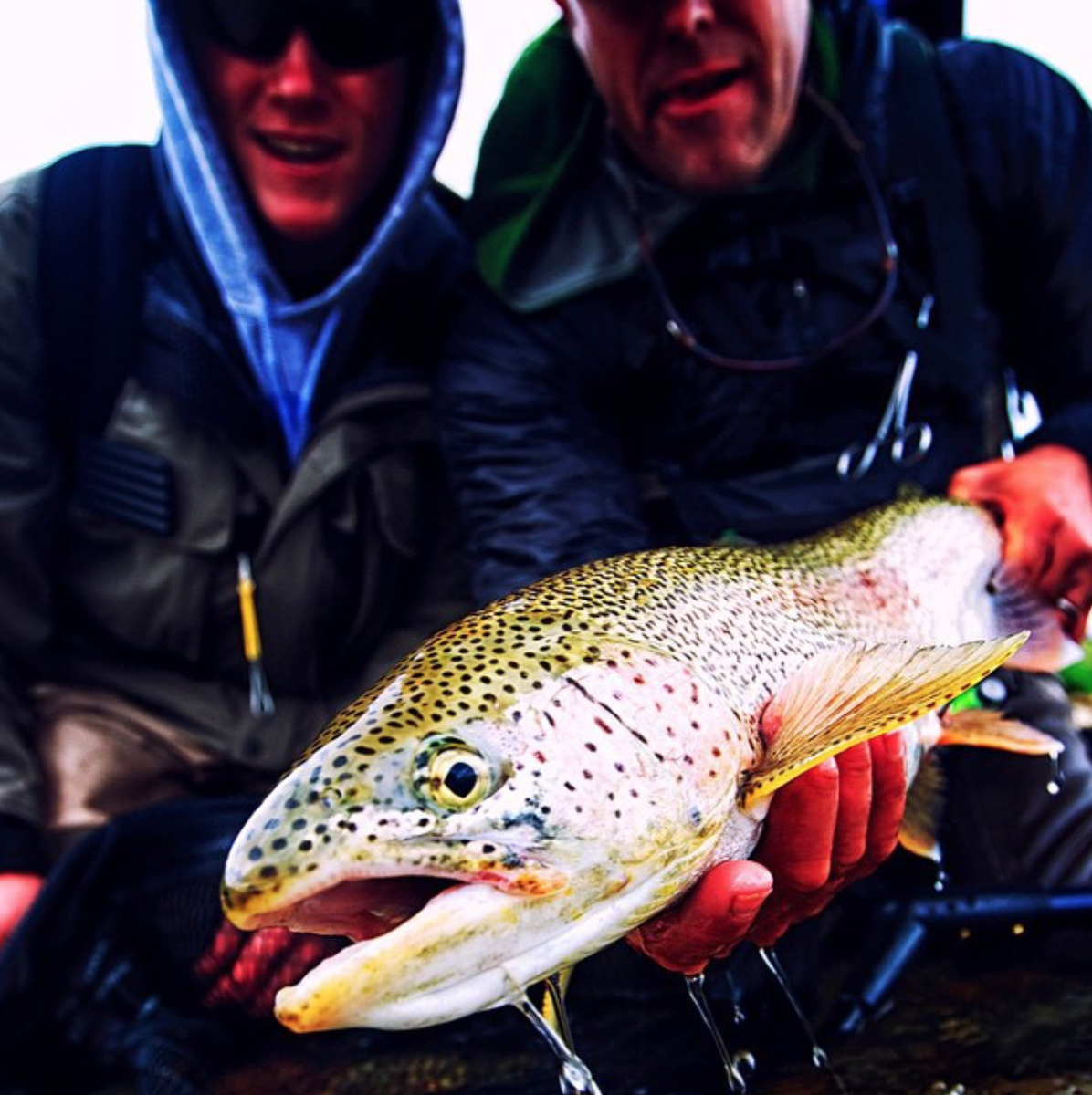 AnglersAlibi's tweet image. Beautiful rainbow from the #BristolBay watershed #leopardbows #rainbowtrout #alaskaflyfishing #nopebble