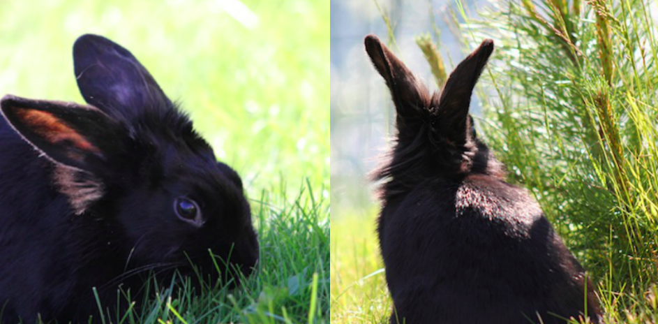 RabbitBehaviour's tweet image. the most misunderstood and underrated animals #rabbit rabbit-behaviour-health-and-care.com/rabbit-article…