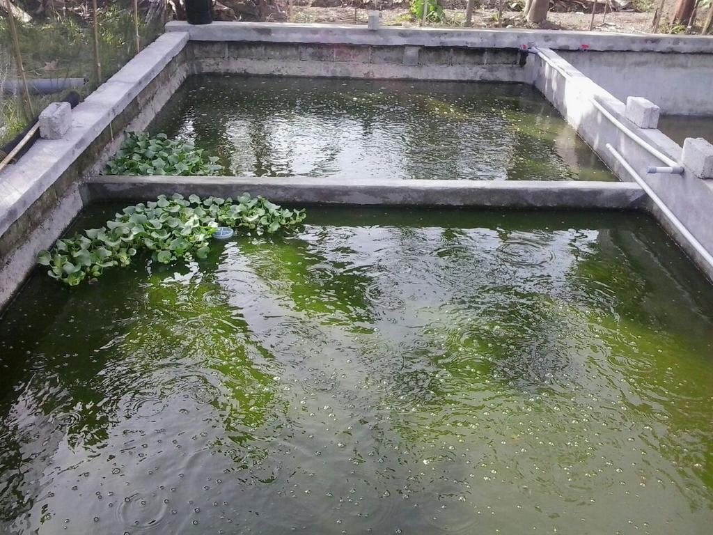 Nah, kalau Akuanusa udah bangun kolam pertamanya di Lombok. Nih kolam Akuanusa :D
