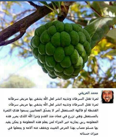 192abb421e264eb's tweet photo. ثمره تقتل 
مرض السرطان
وتذيبه#الشيخ محمد العريفي http://t.co/bnbujQqxYe