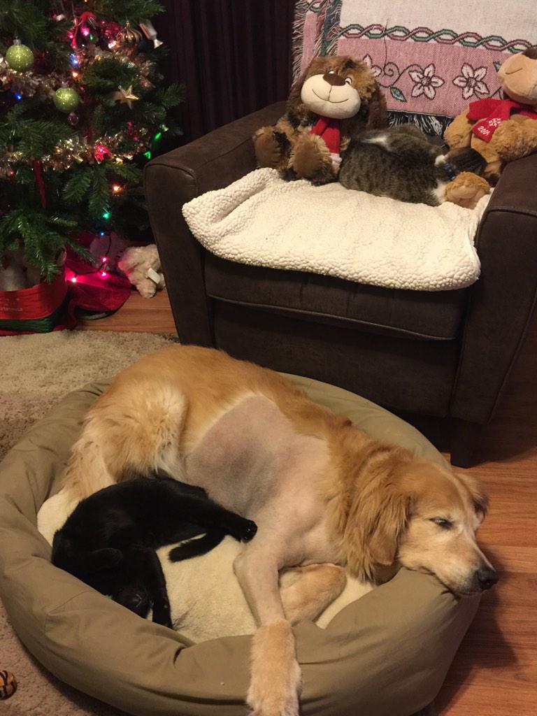 mlowe2020's tweet photo. So sweet. #sleepyheads! http://t.co/e0pUKS62bR